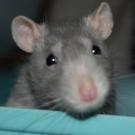 Chivas - Rat  - Femelle