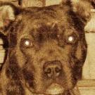 Boudha - Staffordshire Bull Terrier  - Mâle