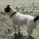Capi - Jack Russell Terrier (Jack Russell d'Australie)  - Mâle