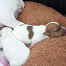 Bonheur - Jack Russell Terrier (Jack Russell d'Australie)  - Femelle
