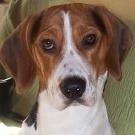 Doggy - Beagle  - Mâle