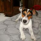 Desmo - Jack Russell Terrier (Jack Russell d'Australie)  - Mâle