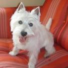 Dalie - West Highland White Terrier (Westie, White Terrier  - Femelle