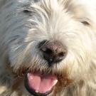 Marcus - West Highland White Terrier (Westie, White Terrier  - Mâle