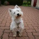 Chipie - West Highland White Terrier (Westie, White Terrier  - Femelle