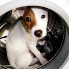 Dragibus - Jack Russell Terrier (Jack Russell d'Australie)  - Mâle