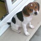 Ellie - Beagle  - Femelle
