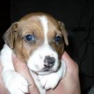Elliot - Jack Russell Terrier (Jack Russell d'Australie)  - Mâle