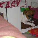 Easy - Jack Russell Terrier (Jack Russell d'Australie)  - Femelle