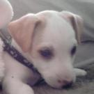 Eros - Jack Russell Terrier (Jack Russell d'Australie)  - Mâle