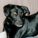 Youna - Labrador (Retriever du Labrador)  - Femelle stérilisée