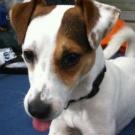 Doggie - Jack Russell Terrier (Jack Russell d'Australie)  - Mâle