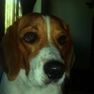 Shine - Beagle  - Femelle