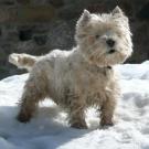 Paddy - West Highland White Terrier (Westie, White Terrier  - Mâle