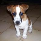 Donuts - Jack Russell Terrier (Jack Russell d'Australie)  - Mâle