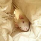 Chanelle - Rat  - Femelle