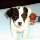 Eliott - Jack Russell Terrier (Jack Russell d'Australie)  - Mâle