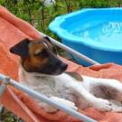 Djett - Jack Russell Terrier (Jack Russell d'Australie)  - Femelle