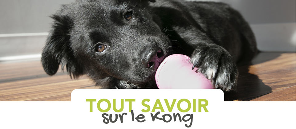 Le jouet KONG pour chien : comment le choisir et l'utiliser