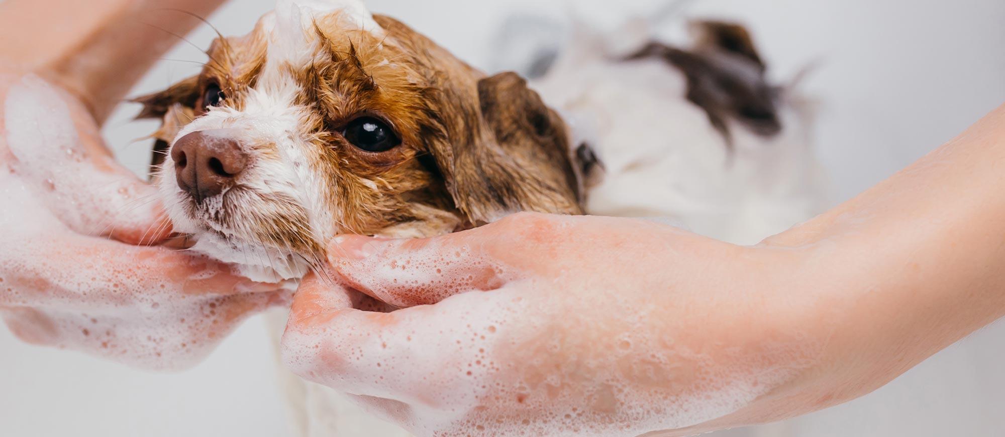 Toilettage du chien : c'est l'heure du bain !