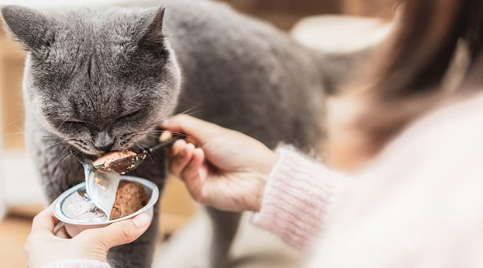 Nourriture pour chat : croquettes et patées