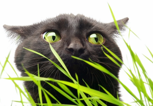 Sauvage noir chatte
