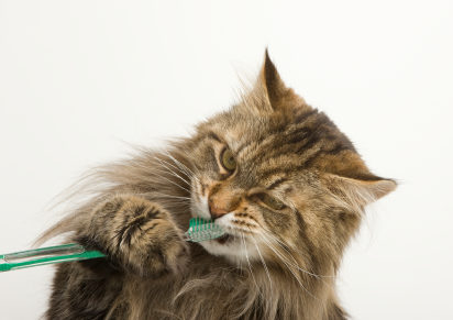 Hygiène bucco-dentaire du chat - WanimoVéto