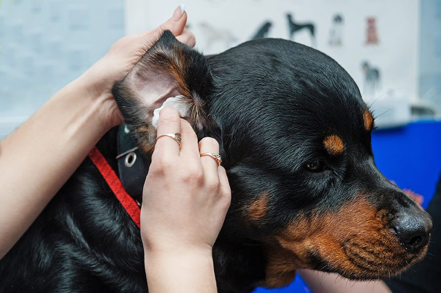 Soins des oreilles : nettoyer les oreilles des chiens