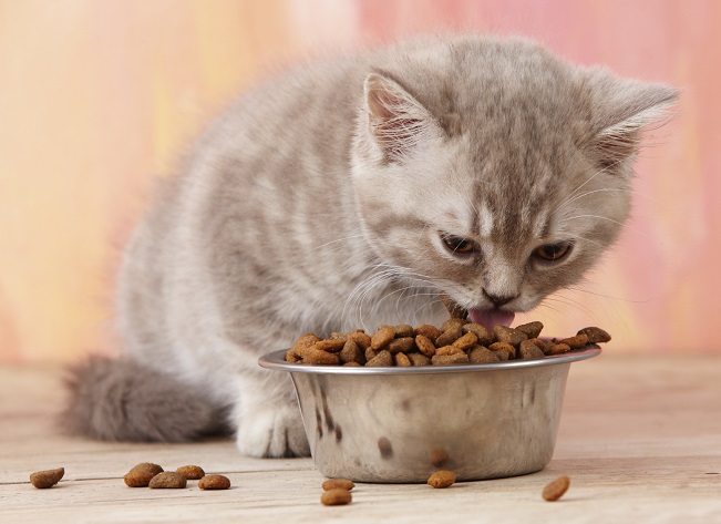 Alimentation pour chats et chatons