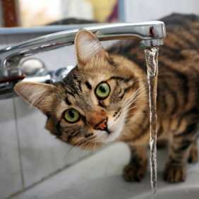 La prévention des calculs urinaires chez le chat - WanimoVéto