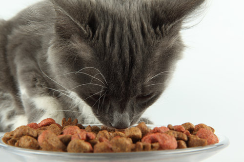 Croquette ou pâtée : quelle nourriture donner à son chat ? - Envies Animales