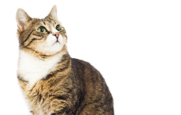 10 signes qui montrent que votre chat est stressé !