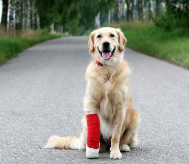 Accident, hémorragie ou fracture chez le chien - WanimoVéto