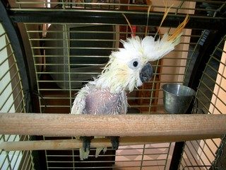 Perchoir oiseaux antipicage suspendu Rada : Qualitybird, la