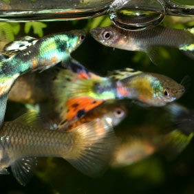 Les maladies bactériennes des poissons d'eau douce - WanimoVéto