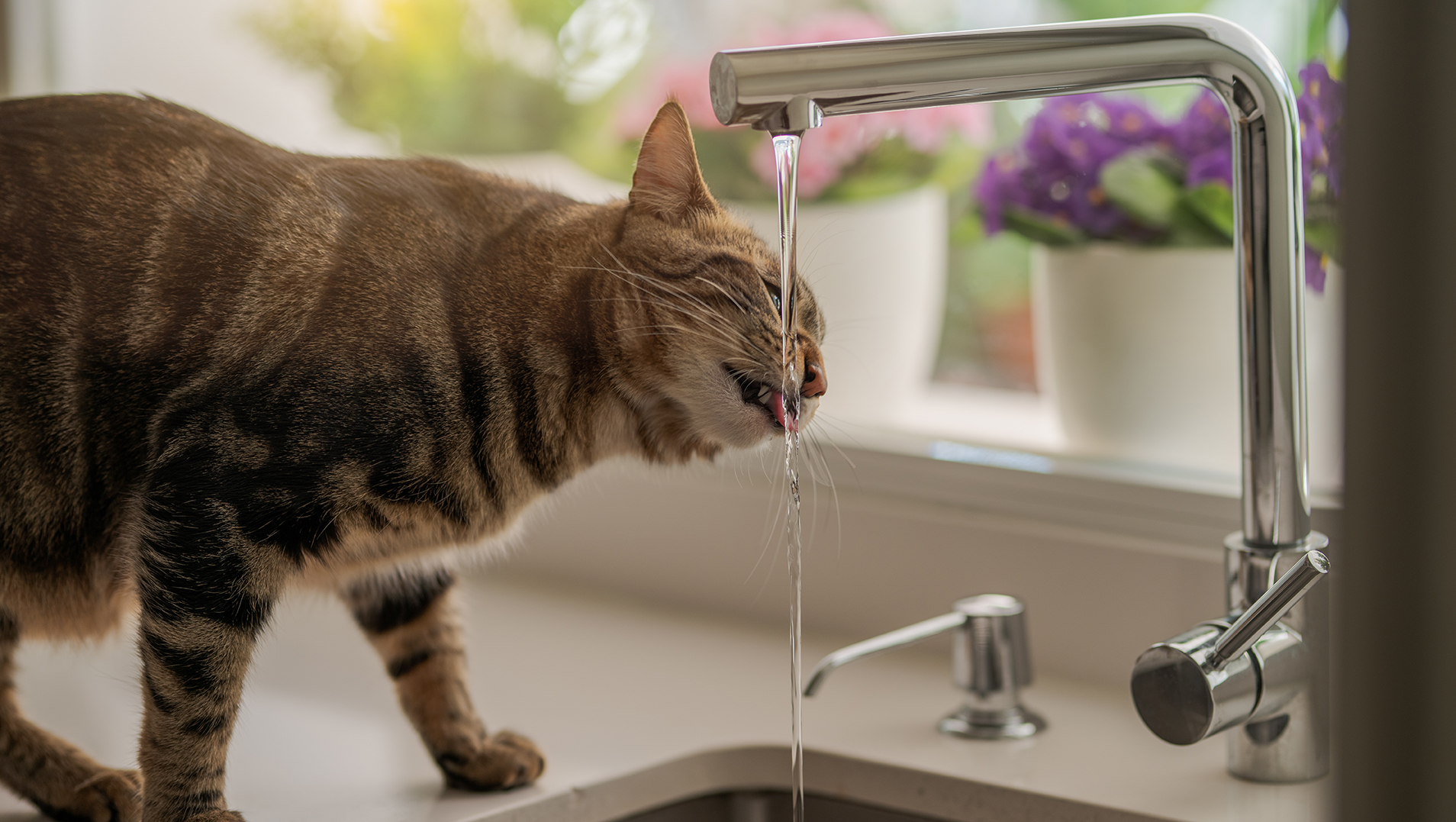 Почему котенок не пьет. Кошка пьет воду. Кот и кран с водой. Котик пьет воду из крана. Рыжий кот пьет из крана.