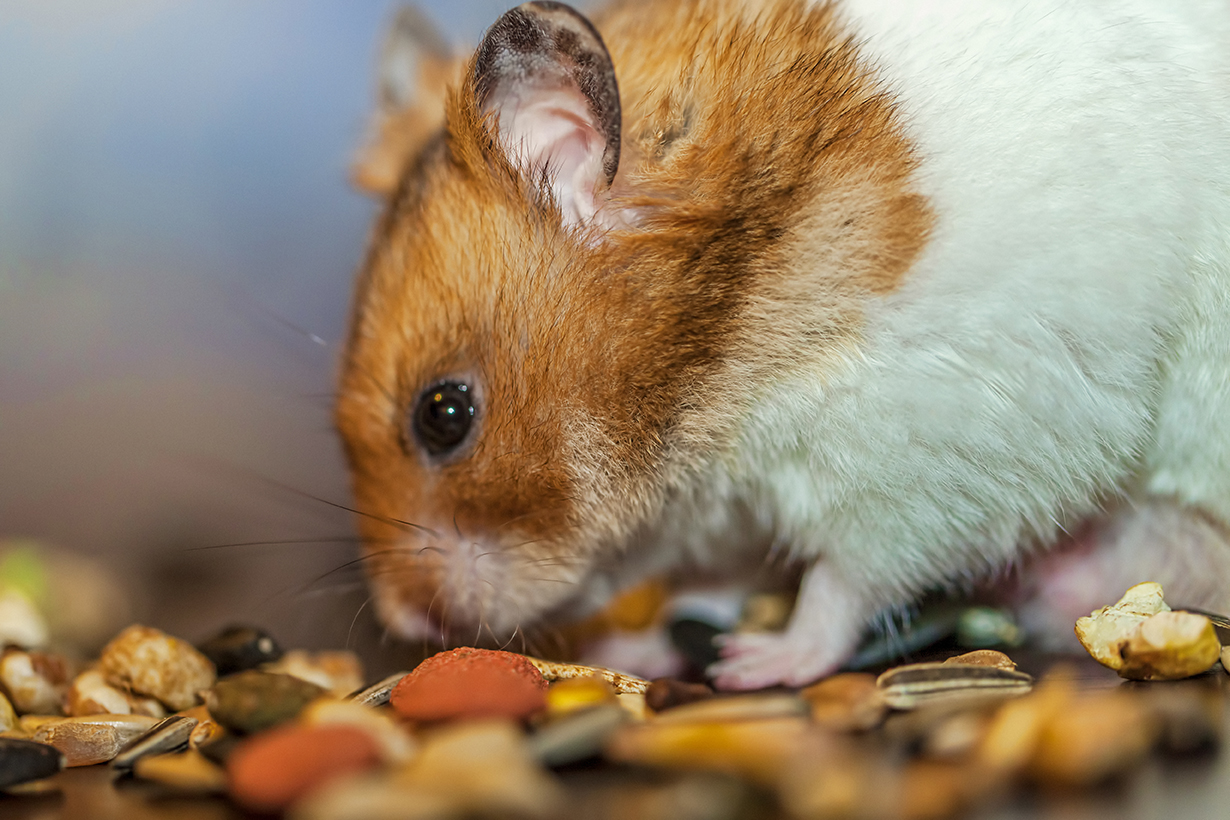 Comment bien nourrir un hamster ?