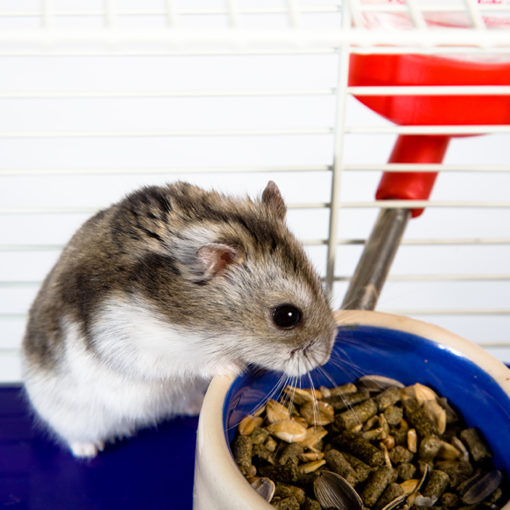 Nourriture hamster : comment bien chosir son alimentation