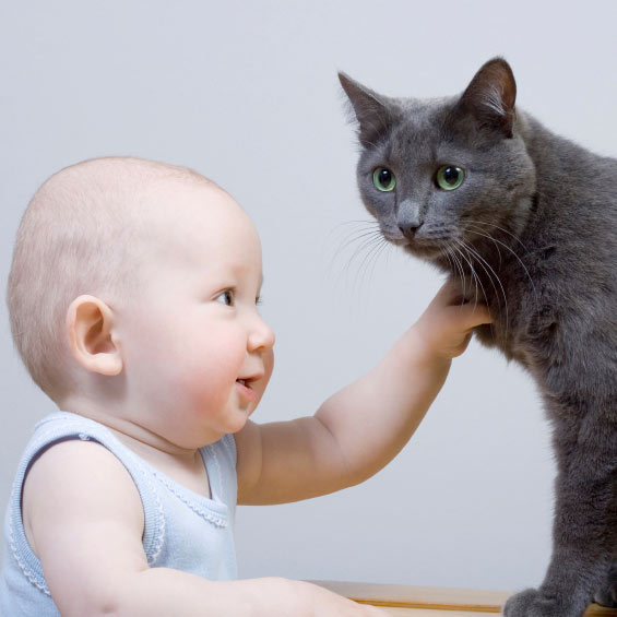 Chat et bébé : comment favoriser leur cohabitation ?