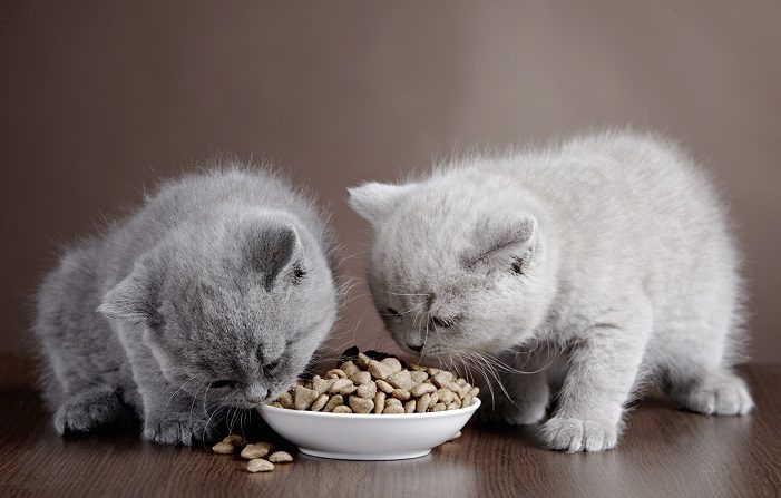 Quelle nourriture convient à un chaton à partir de 2 mois ? - Animal Assur