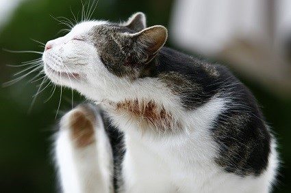 Prurit cervico-facial chez le chat - WanimoVéto