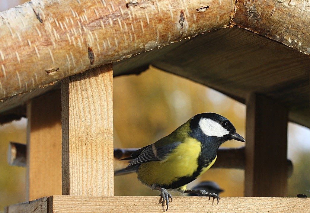 https://www.wanimo.com/veterinaire/wp-content/uploads/2015/10/images_articles_oiseau_oiseau-nidification@2x.jpg
