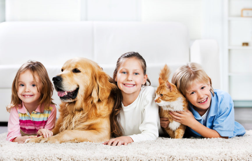 Traitements anti-puce et anti-tique pour chien - Anti-parasitaires  efficaces pour chien