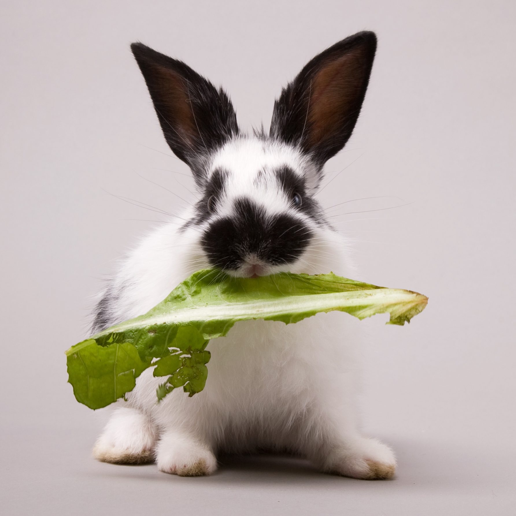 Aliments et produits de soin pour votre lapin