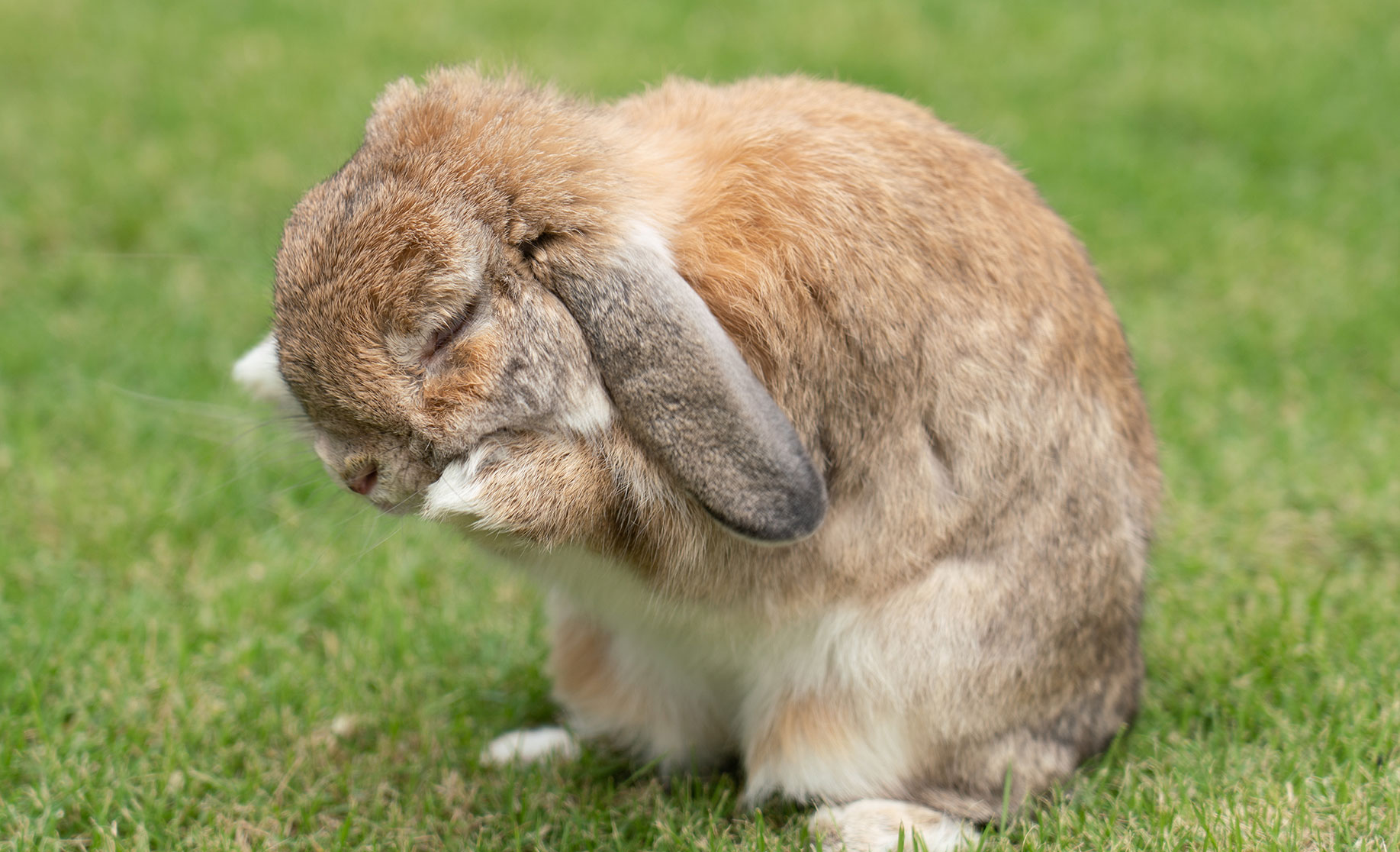 La gale des oreilles des lapins : comment la soigner ?