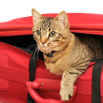 Chat Transport Voiture