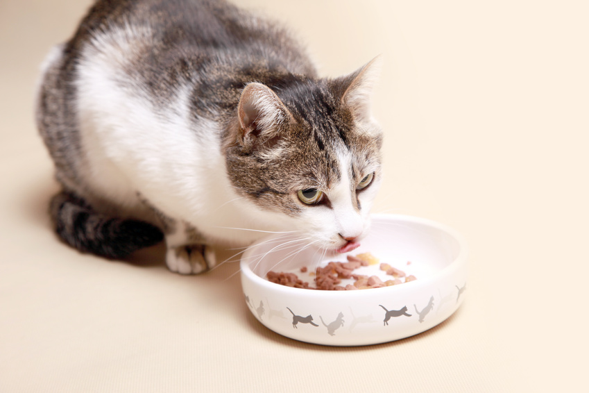 Les Besoins des Chats en Protéines dans leur Nourriture
