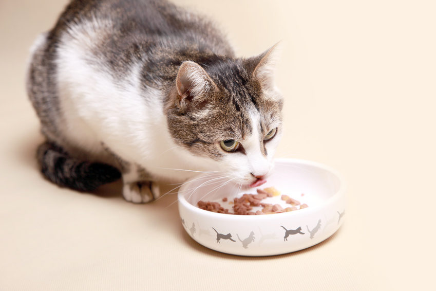 Alimentation : comment nourrir un chat ?
