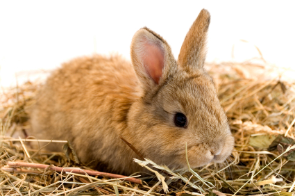 Comment protéger vos câbles contre les lapins