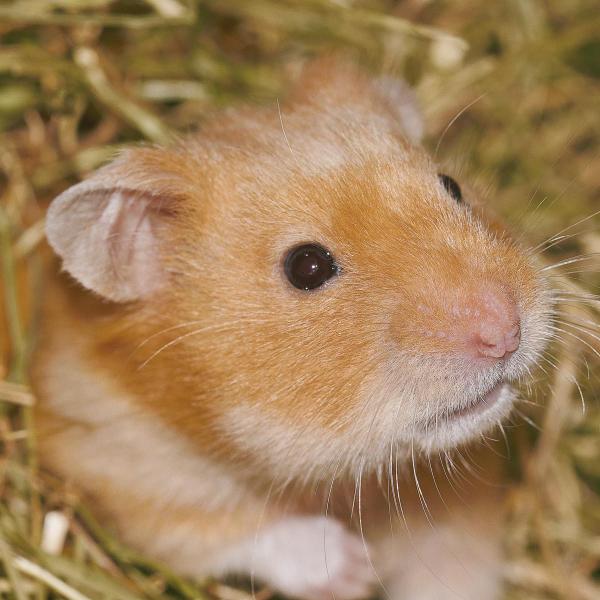 La Reproduction Du Hamster Wanimoveto